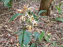Phaius tankervilleae swamp orchid_5